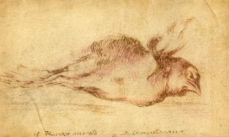 Il passero morto